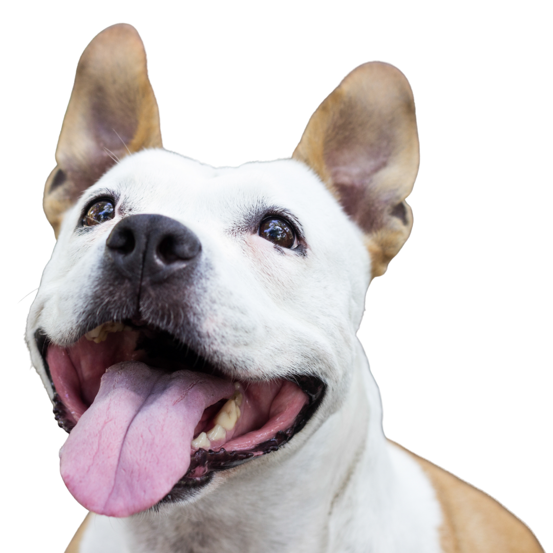 Happy pit-bull mix dog smiling with tongue hanging out. Image shows dog from neck up to ears.